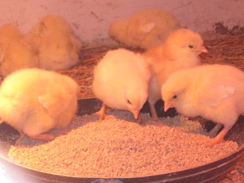 chicks